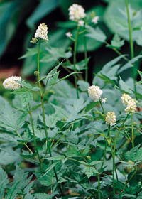 Actaea pachypoda 'Misty Blue'